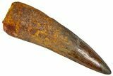 Fossil Spinosaurus Tooth - Real Dinosaur Tooth #365633-1